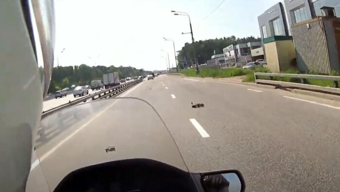 Motosiklet Sürücüsü Ördek Sürüsüne Denk Gelirse!